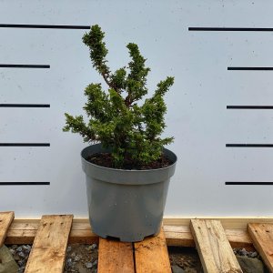 Tuja západná (Thuja occidentalis) ´MALANYANA HOLUB´ - výška 30-50 cm, kont. C5L